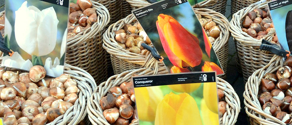 Quick Tip: Planting Tulip Bulbs – West Coast Gardens