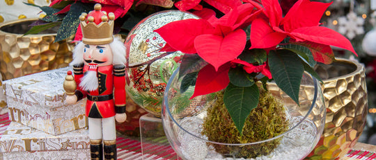 The Uncommon Poinsettia