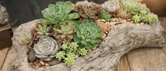 Beachy Succulent Driftwood Planter