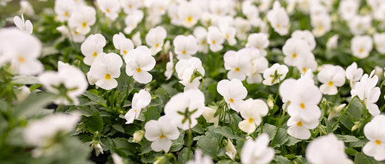 Pansies for Thanksgiving - Time in the Garden Before the Holidays