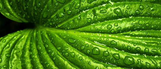 Hydration Ideas for the Summer Heat