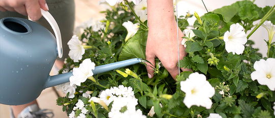 The Best Way to Water & Feed your Hanging Baskets