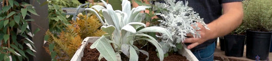 Perennial Planter in White