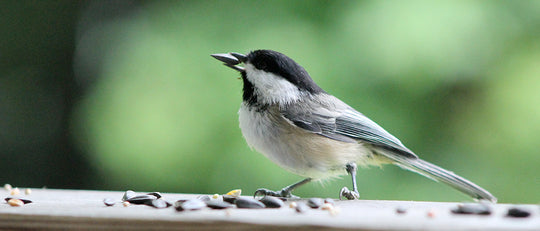 Inviting the Right Kind of Wildlife into your Garden