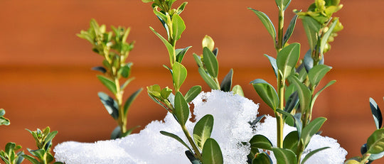 Jason's Top 5 Winter Gardening Tips