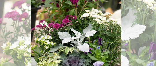 Woodland Fall Garden