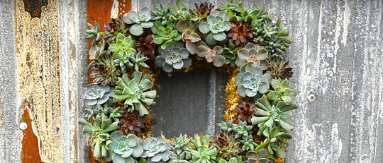 Succulent Wreath