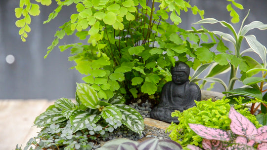 Create A Zen Indoor Garden