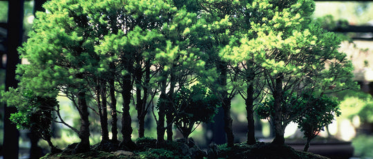 Conifers - The Quiet Elegance In Your Garden