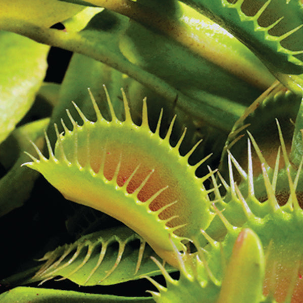 Carnivorous Plants