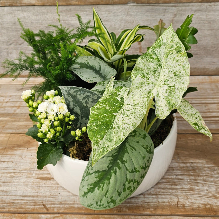 Summer Tropical Planter Workshop - Aug 23rd (2 time slots available)