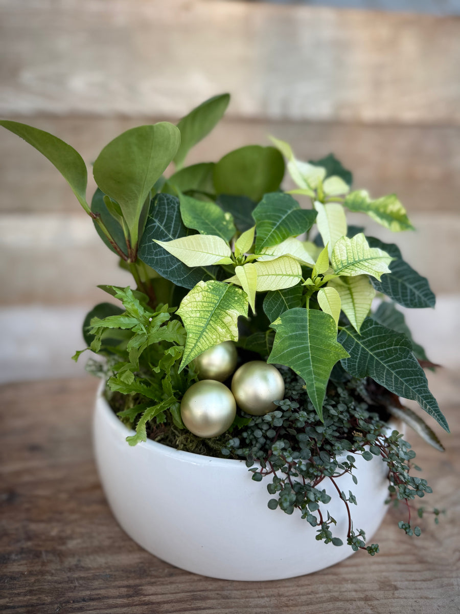 Pre-order - 10" Bright Winter Star Planter 2025