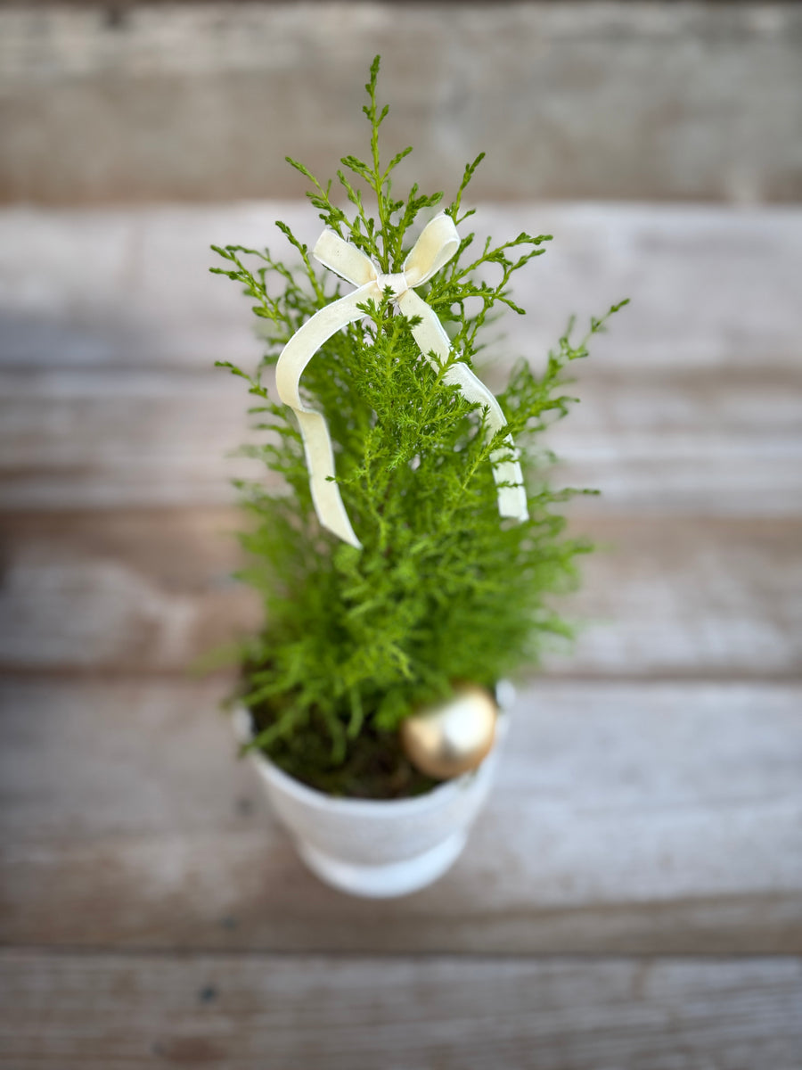Pre-order - Holiday Joy Cypress 2025