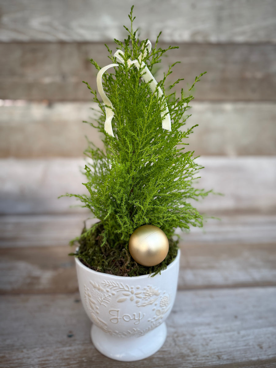 Pre-order - Holiday Joy Cypress 2025