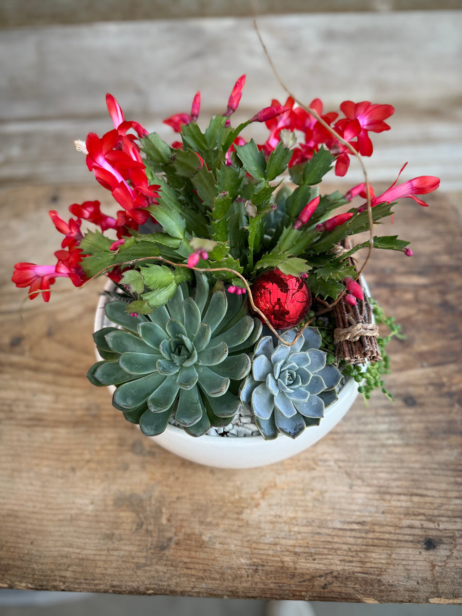 Pre-order - Merry Succulent Bowl 2025