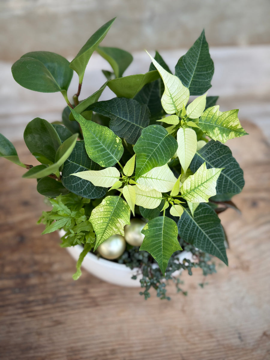 Pre-order - 10" Bright Winter Star Planter 2025
