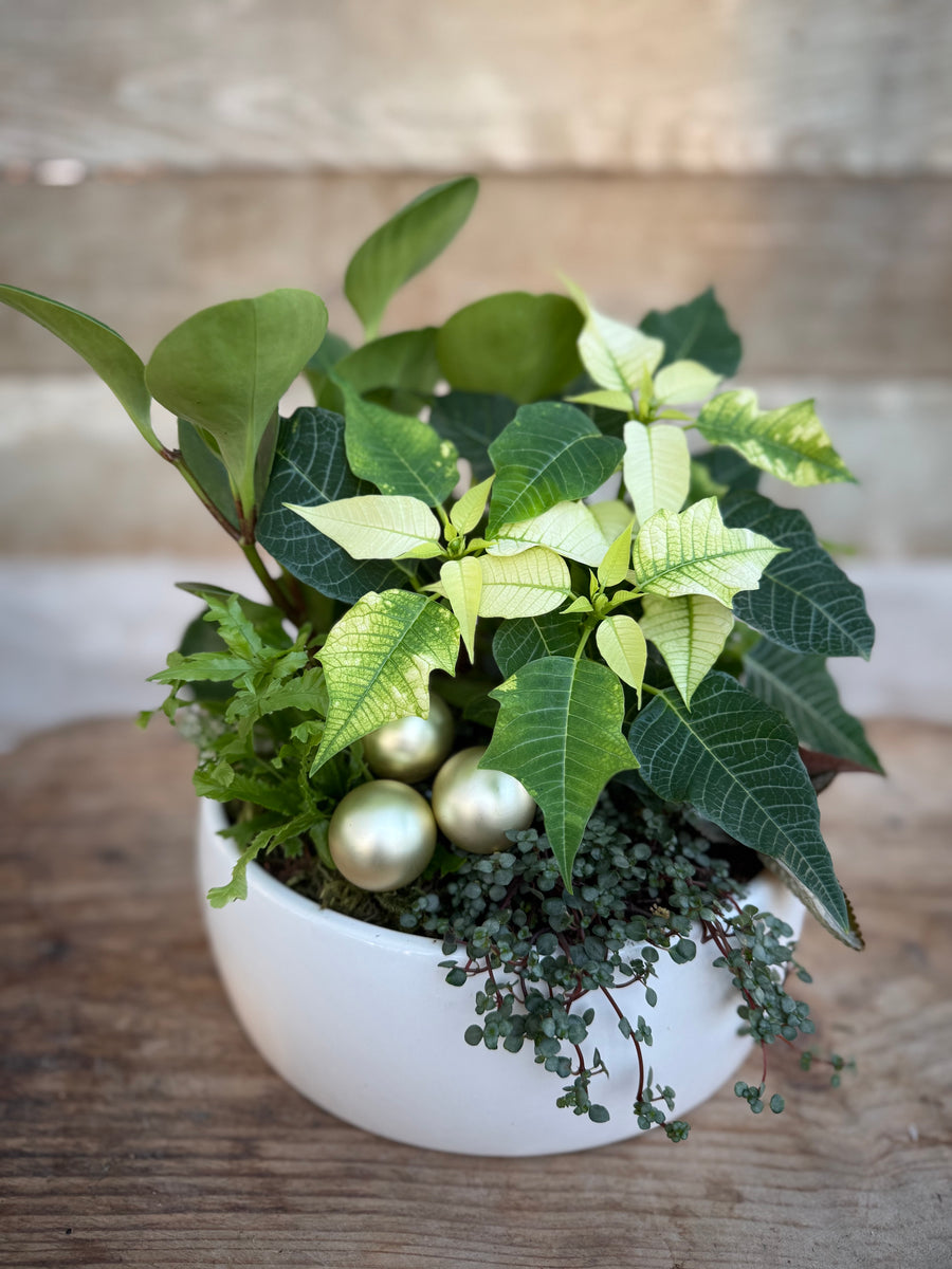 Pre-order - 10" Bright Winter Star Planter 2025