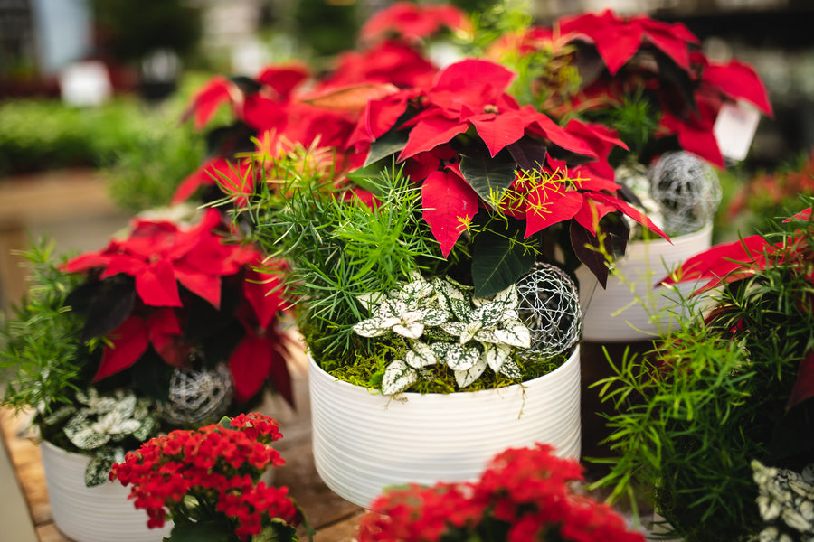 Winter Poinsettia Planter Workshop - Various Dates Available