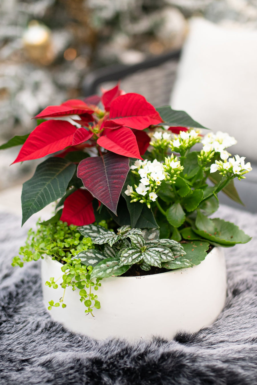 Winter Poinsettia Planter Workshop - Various Dates Available