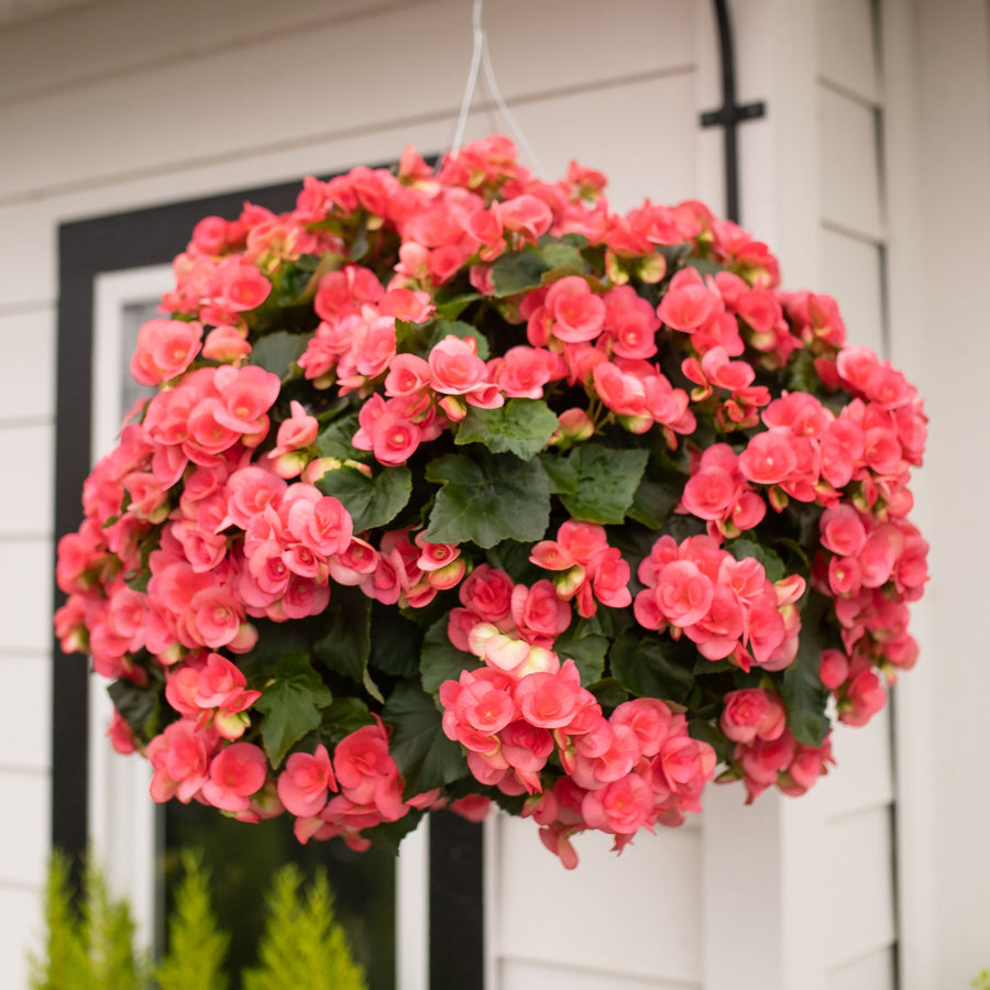 Pre-Order Moss Hanging Basket: Rieger Begonia - Netja Dark