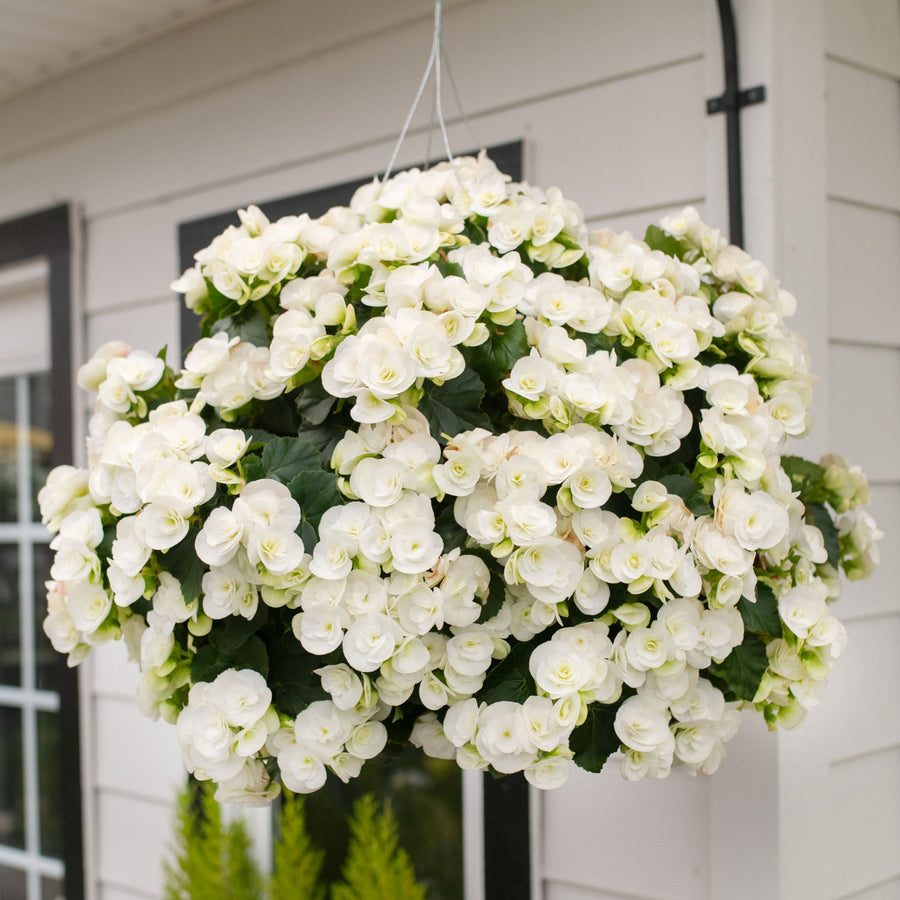 Pre-Order Moss Hanging Basket: Rieger Begonia - Clara