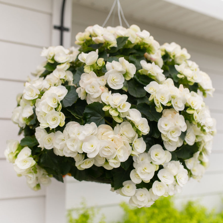 Pre-Order Moss Hanging Basket: Rieger Begonia - Clara