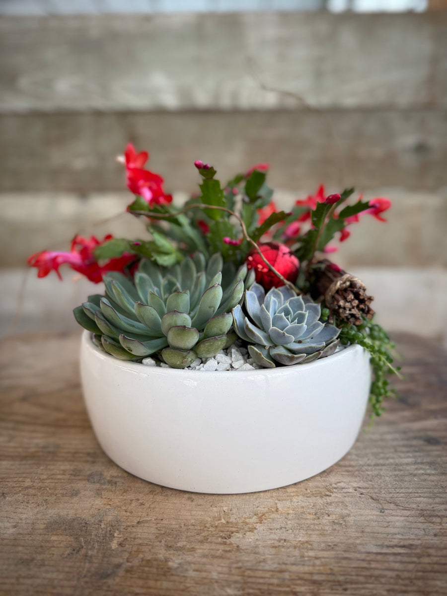 Pre-order - Merry Succulent Bowl 2025