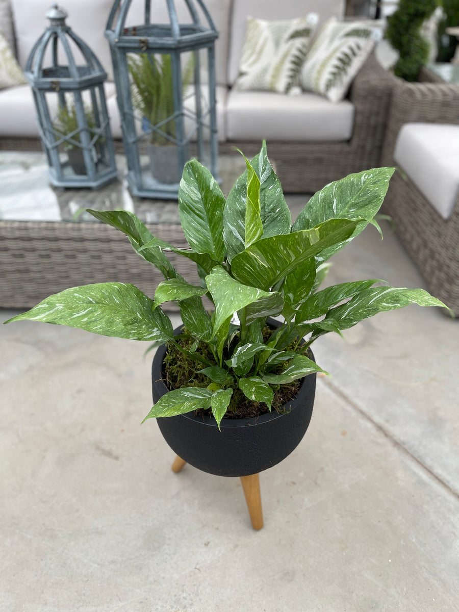 Spathiphyllum in Rustic Pot with Legs