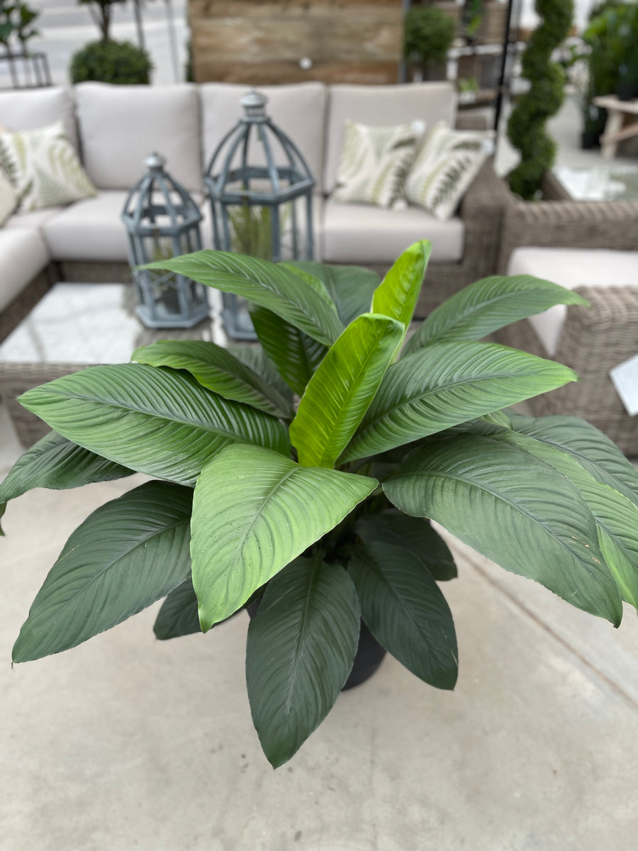 Peace Lily in Linea Low Pot