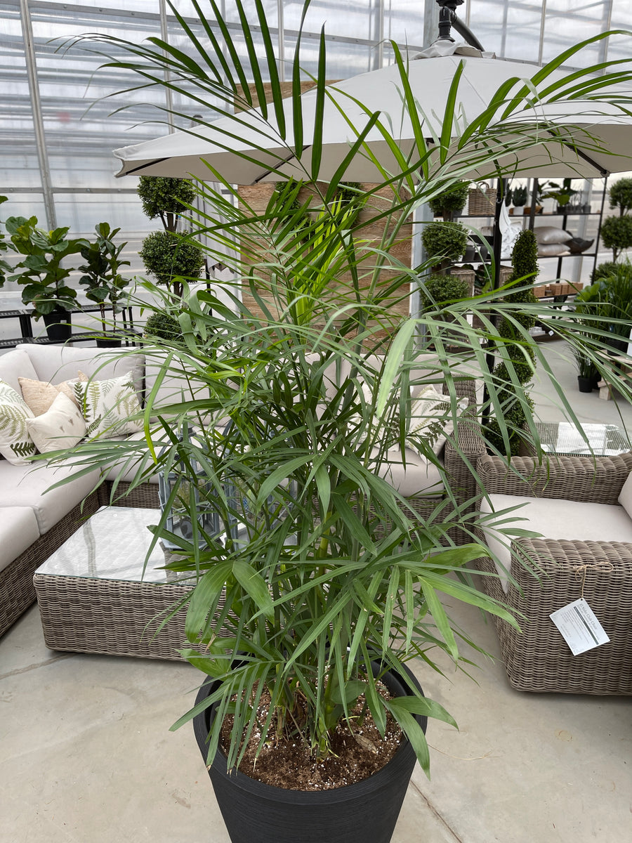 Reed Palm in Linea Low Pot