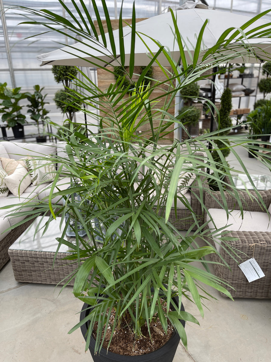 Reed Palm in Linea Low Pot