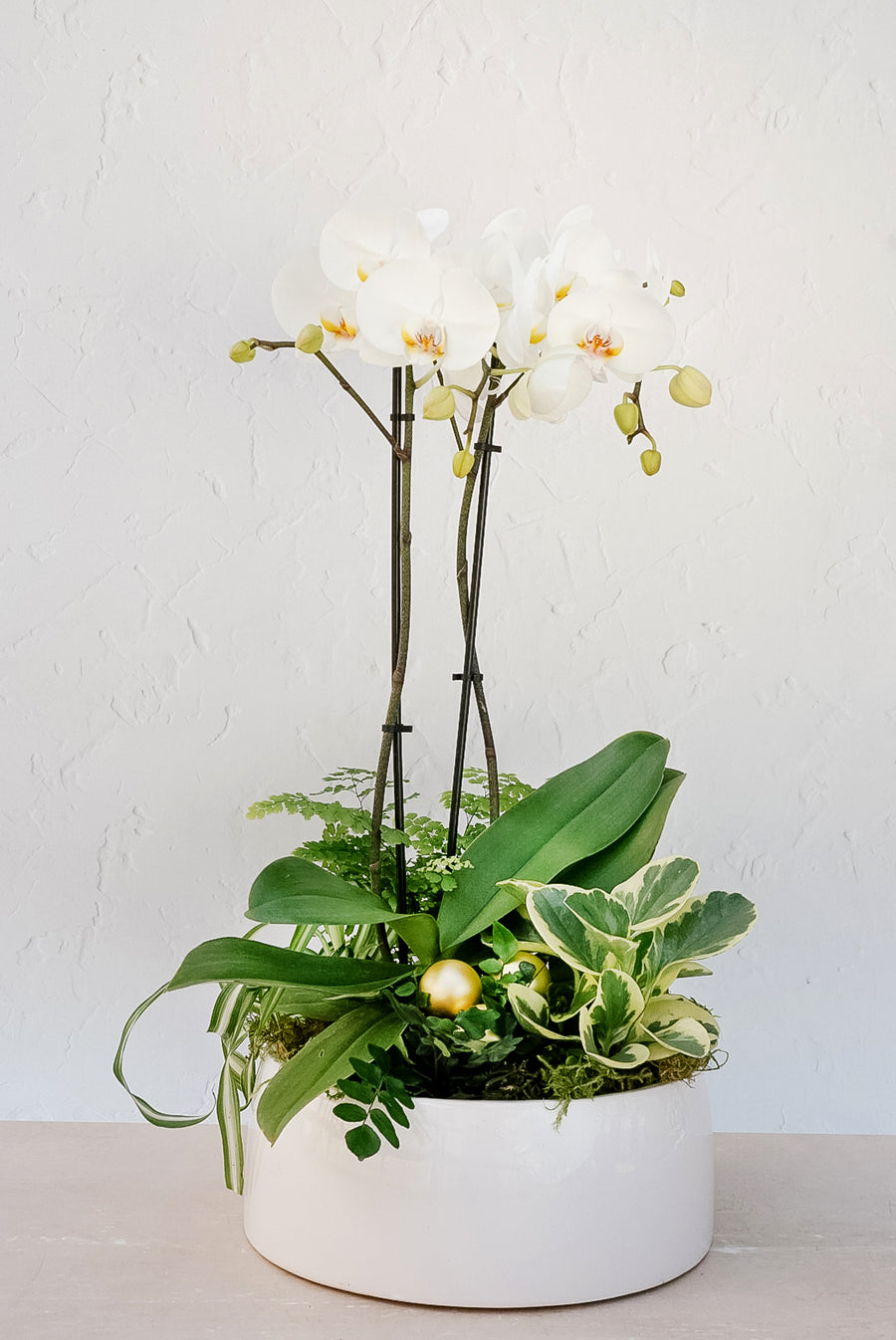 Pre-order - 10" Snowy Orchid Planter 2025
