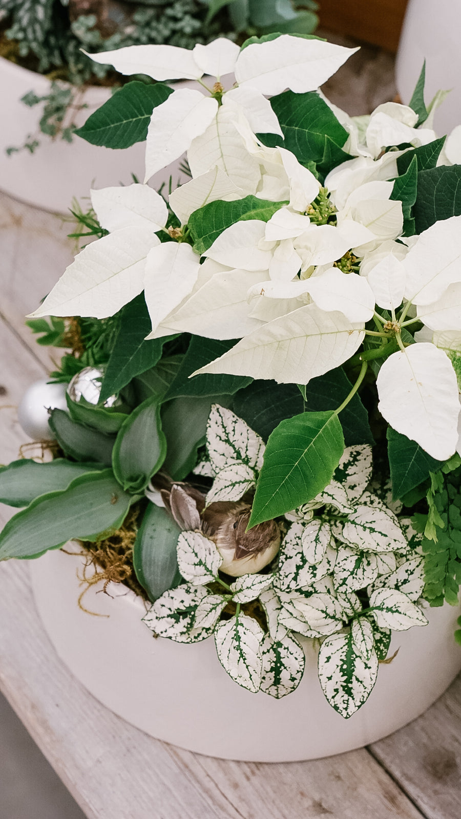 Winter Poinsettia Planter Workshop - Various Dates Available
