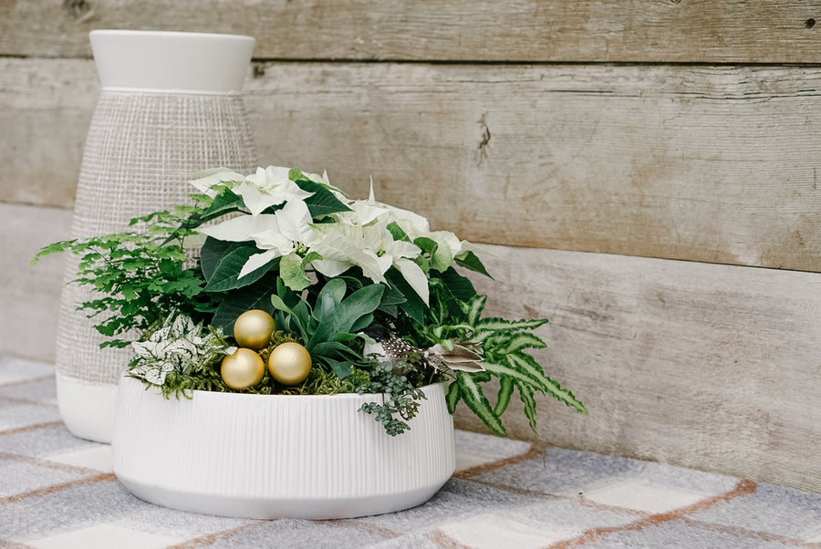 10" Bright Winter Star Planter