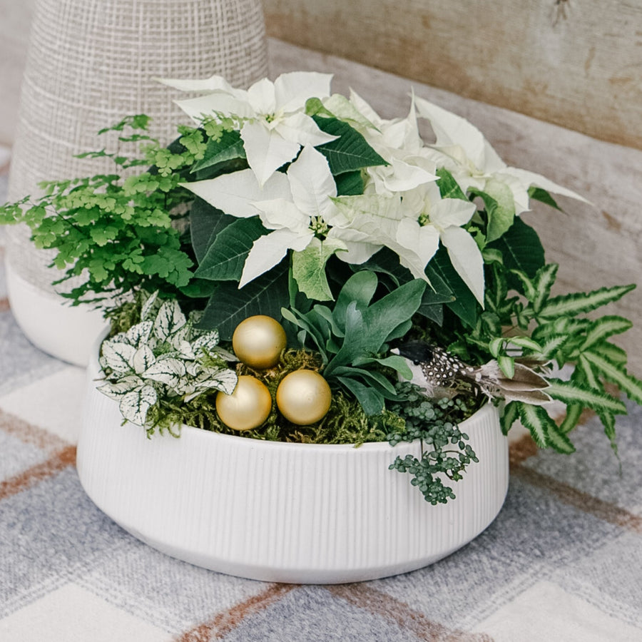 10" Bright Winter Star Planter