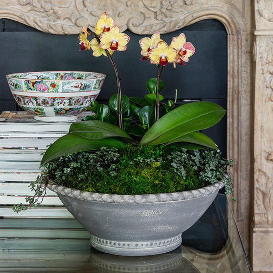 4 Reasons to Add Plants to Your Home