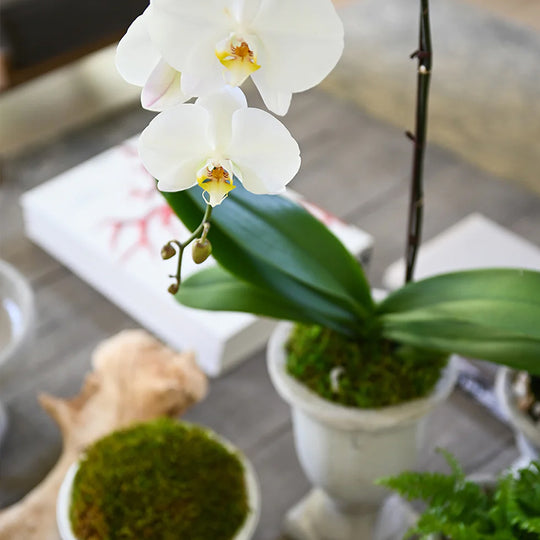 Add Greenery to Your Rooms