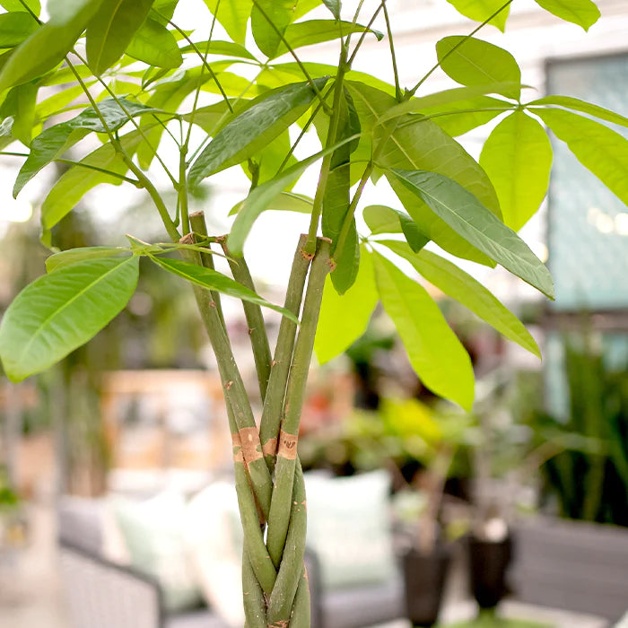 Money Tree - Pachira aquatica