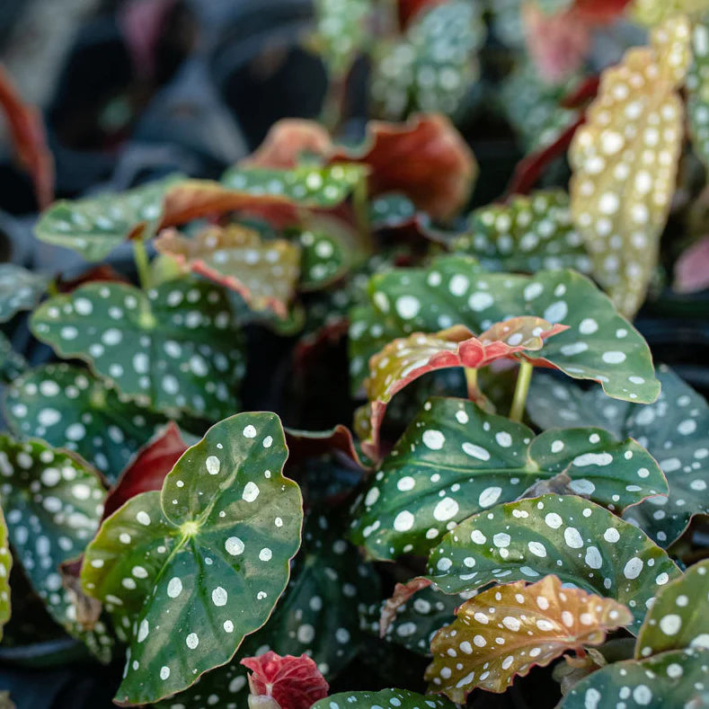 Polka-Dot Begonia - maculata