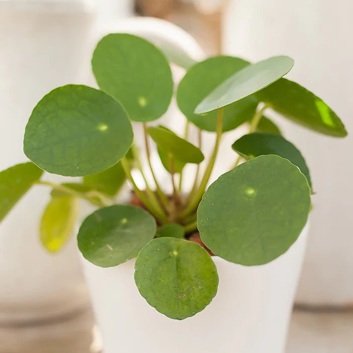 Pilea Peperomiodes