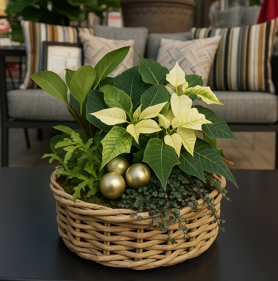 Poinsettia Wicker Workshop - Various Dates Available