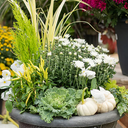 Quickly Create Fall Planters