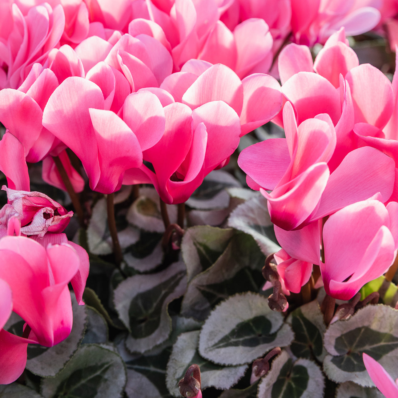 Cyclamen (hardy)