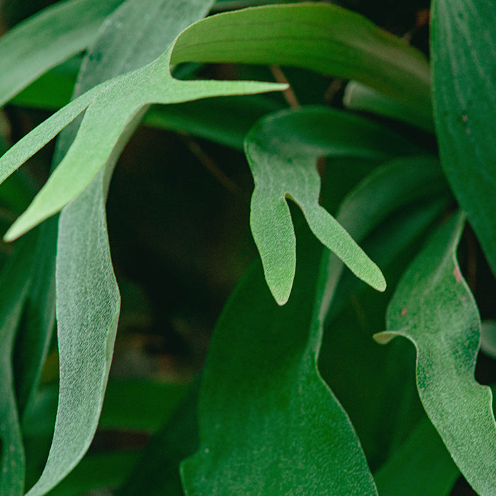 Staghorn Fern – Platycerium