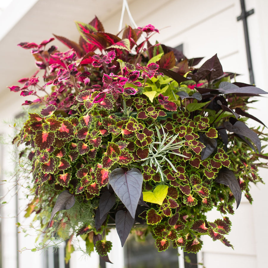 Moss Hanging Basket: Full Foliage
