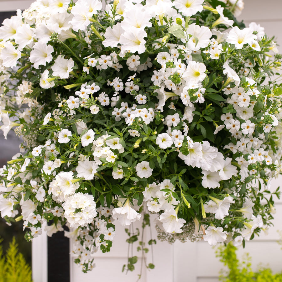 Moss Hanging Basket: Perfect White