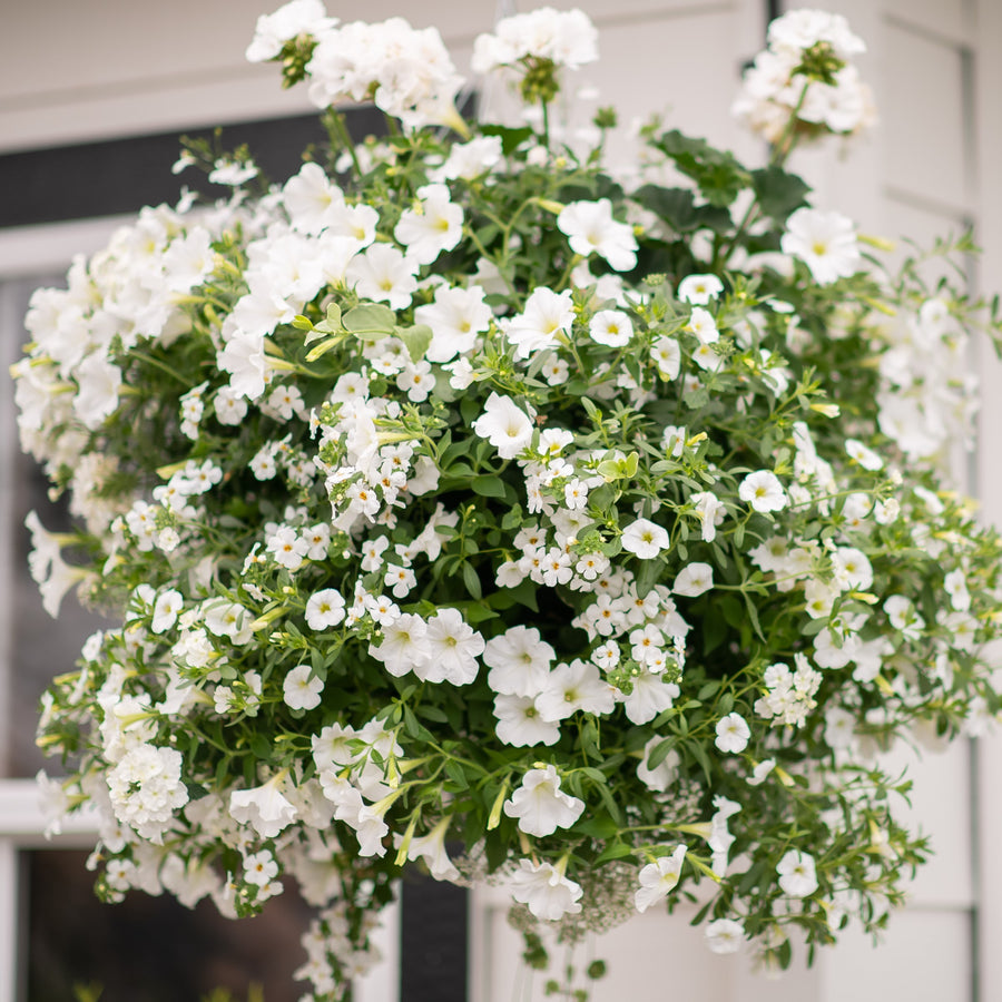 Pre-Order Moss Hanging Basket: Perfect White