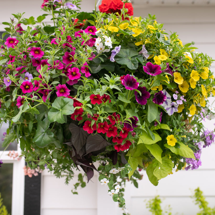 Moss Hanging Basket: West Coast Special