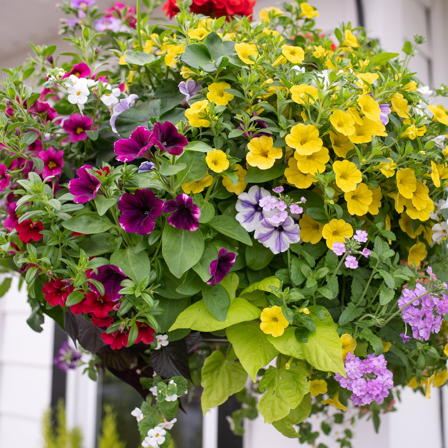 Moss clearance hanging baskets