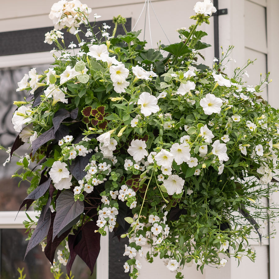 Moss Hanging Basket: Cookies N' Cream